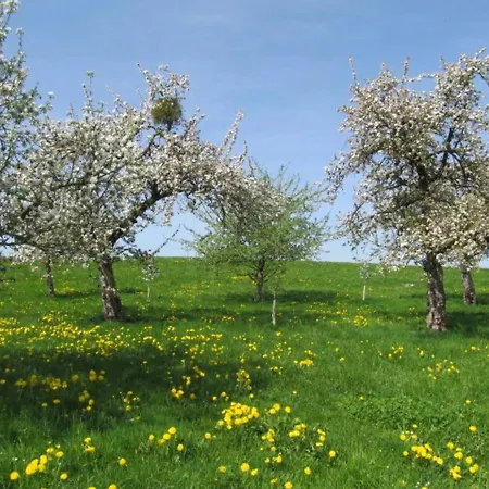 Kolb * ראפנסבורג